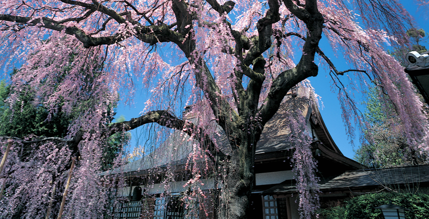 慈雲寺のイトザクラ