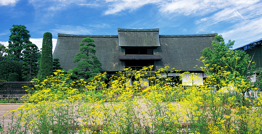 菜の花と甘草屋敷