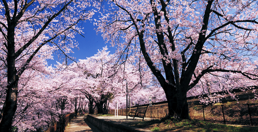 甚六桜公園