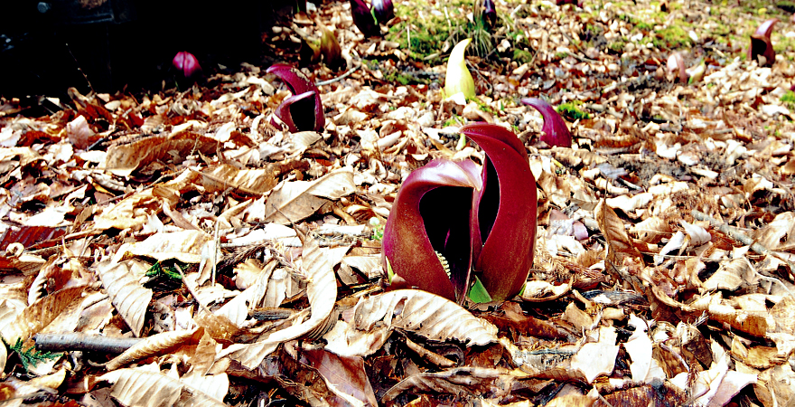 ザぜン草公園