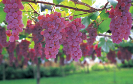 豊潤な果実に彩られた日本ワイン発祥の地。伝統のワインと、ふるさとの味覚を巡る。